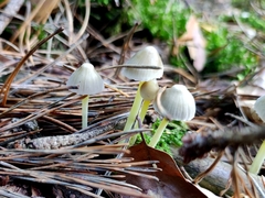 Mycena epipterygia
