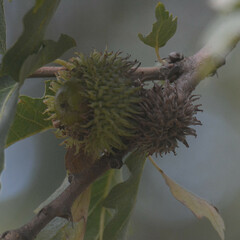Quercus cerris