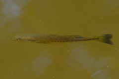 Micropterus punctulatus