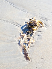 Laminaria digitata