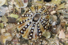 Cellana ornata