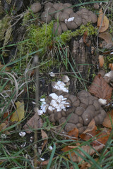 Lycoperdaceae