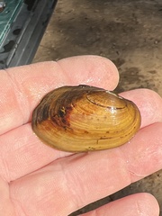Lampsilis straminea
