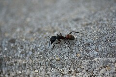 Camponotus cruentatus