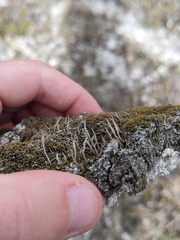 Cladonia rei