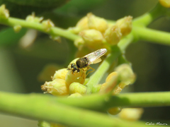 Stratiomyini