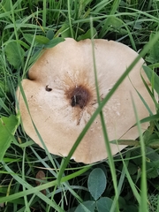 Melanoleuca melaleuca