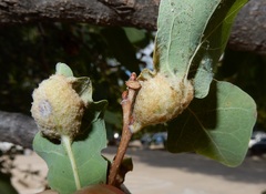 Neuroterus quercicola