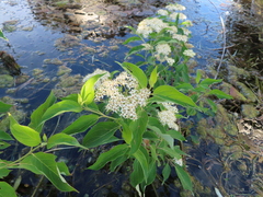 Cornus obliqua