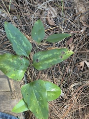 Smilax bona-nox