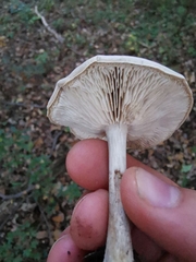 Melanoleuca polioleuca