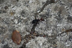 Camponotus cruentatus