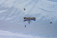 Dejongia lobidactylus