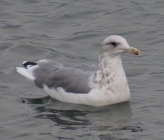 Larus californicus