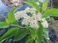 Cornus obliqua