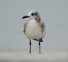 Leucophaeus atricilla megalopterus