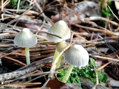Mycena epipterygia