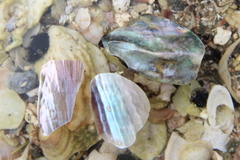 Atrina zelandica