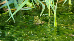 Pelophylax kurtmuelleri