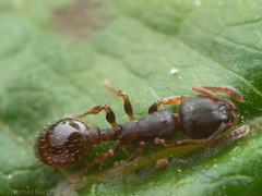 Leptothorax