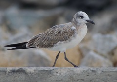 Leucophaeus atricilla megalopterus