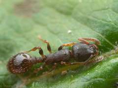 Leptothorax