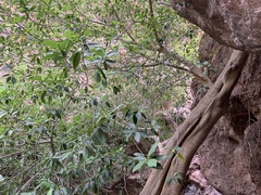 Ficus insipida