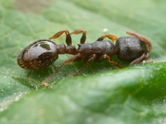 Leptothorax