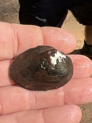 Pleurobema strodeanum