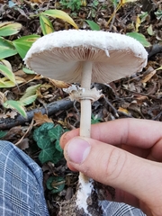 Macrolepiota mastoidea