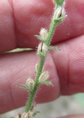 Verbena canescens