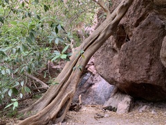 Ficus insipida