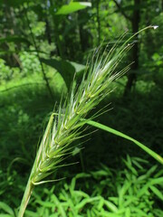 Elymus virginicus