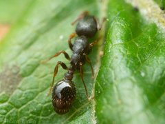 Leptothorax