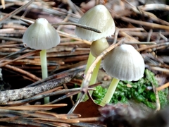 Mycena epipterygia