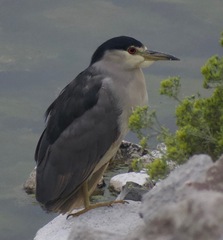 Nycticorax nycticorax