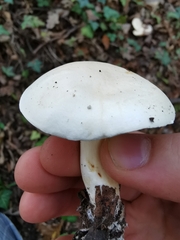 Tricholoma album