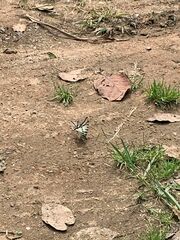 Protographium epidaus