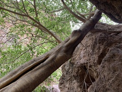 Ficus insipida