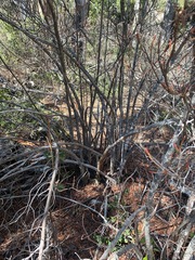 Rhododendron occidentale