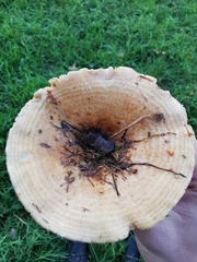 Lactarius acerrimus