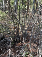 Rhododendron occidentale