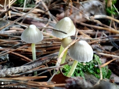 Mycena epipterygia