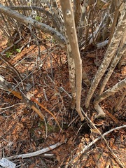 Rhododendron occidentale