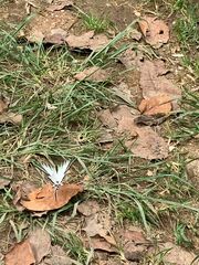 Protographium epidaus