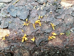 Calocera
