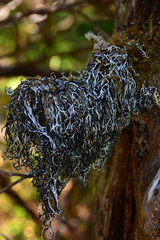 Hypogymnia duplicata