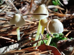 Mycena epipterygia