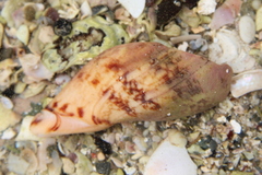 Alcithoe arabica