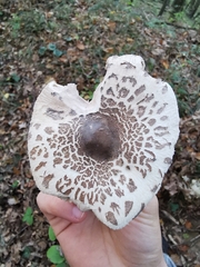 Macrolepiota konradii